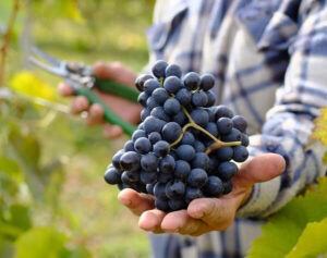 ТОВ ДУНАЙСЬКИЙ