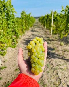 Виробник вина ТОВ ВИНОРОБНИЙ ЗАВОД КВЗ